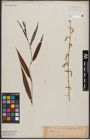 Foto von Salix babylonica L.